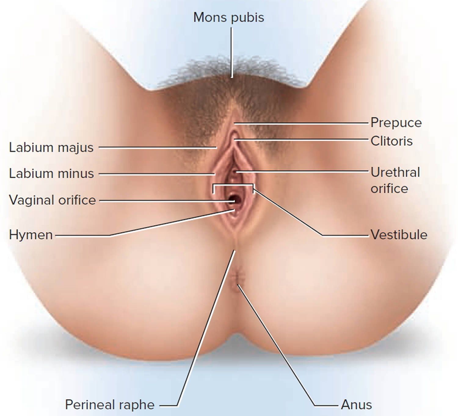 Bumps above vagina free nude